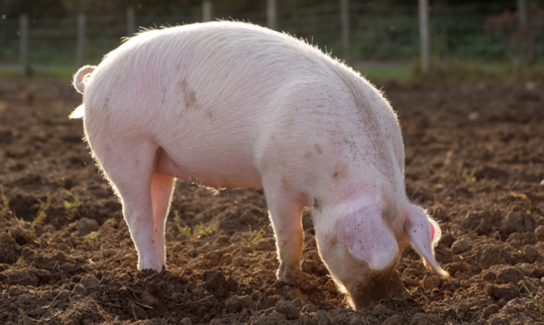 Shutterstock 101933344