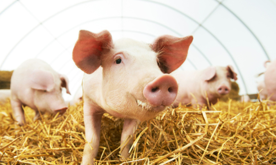 Shutterstock 290963819